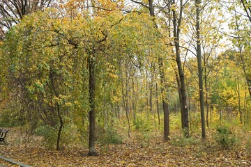 Fototapeta premium Beautiful trees in park. Picturesque autumn landscape