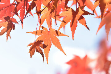 鮮やかなもみじ