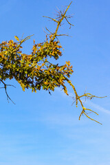 Autumn old oak tree branches