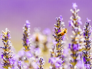 Obraz premium Lavender flower with bee, Provence France