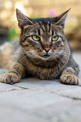 Portrait of a yard cat. Cat is lying in the yard close-up