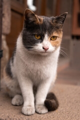 cat, animal, pet, kitten, cute, feline, domestic, white, eyes, fur, portrait, pets, mammal, young, nature, animals, eye, beautiful, fluffy, kitty, looking, orange, ears, hair, black