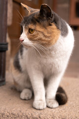 cat, animal, pet, kitten, cute, feline, domestic, white, eyes, fur, portrait, pets, mammal, young, nature, animals, eye, beautiful, fluffy, kitty, looking, orange, ears, hair, black