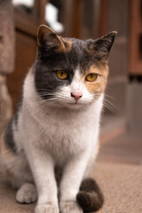 cat, animal, pet, kitten, cute, feline, domestic, white, eyes, fur, portrait, pets, mammal, young, nature, animals, eye, beautiful, fluffy, kitty, looking, orange, ears, hair, black