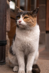 cat, animal, pet, kitten, cute, feline, domestic, white, eyes, fur, portrait, pets, mammal, young, nature, animals, eye, beautiful, fluffy, kitty, looking, orange, ears, hair, black