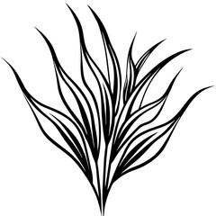 black and white heart