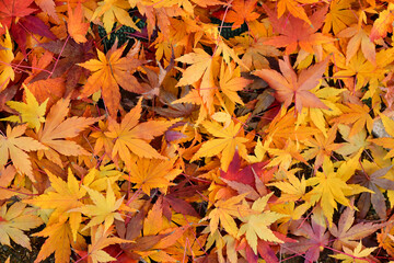 カラフルな落ち葉