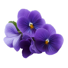 purple violet isolated on white background