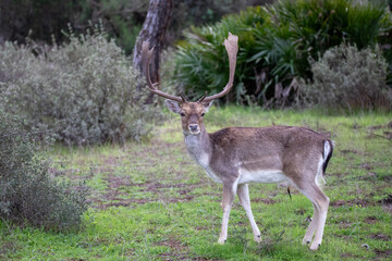 Large Buck Fallow Deer with Big Antlers Grazing in a field. Donana National Park Spain