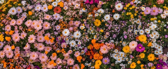 Vibrant floral meadow with diverse colorful flowers.