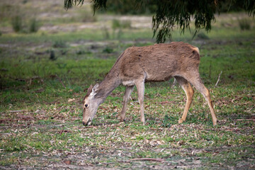 Deer Grazing in a Field In Donana National Park in Spain