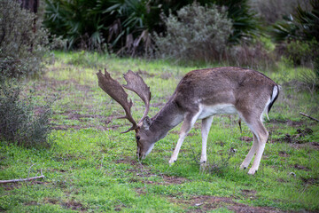 Large Buck Fallow Deer with Big Antlers Grazing in a field in Donana National Park In Spain