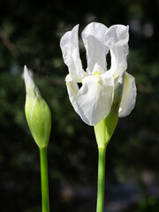 Obraz premium photos of various garden flowers, white lily
