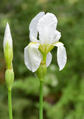 photos of various garden flowers, white lily