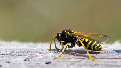 Vespula germanica, European wasp, German wasp. while scratching a wooden surface with its jaws,...
