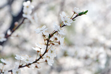 cherry. White flowers. flowering branch in the garden. delicate spring flowers on blooming trees. macro photo, delicate flowering. soft focus. beauty of nature. close-up. Cherry tree in Spring time