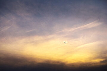 夕暮れの空を飛ぶ海鳥