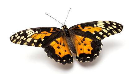 Naklejka premium butterfly isolated on white