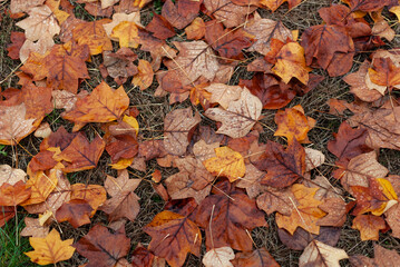 warm color leaves of autumn