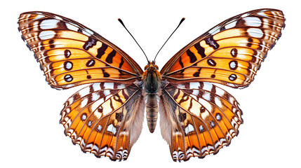 Fototapeta premium butterfly isolated on white