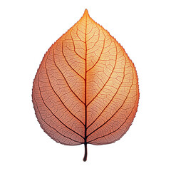 Obraz premium Isolated Image Of An Autumn Leaf With A Gradient Of Red And Orange Colors, Detailed Veins, On A White Background