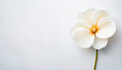 beautiful white flower with delicate orange center on light background