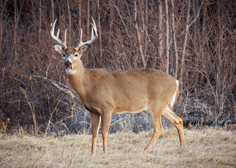 Colorado Wildlife. Wild Deer on the High Plains of Colorado. White-tailed buck.