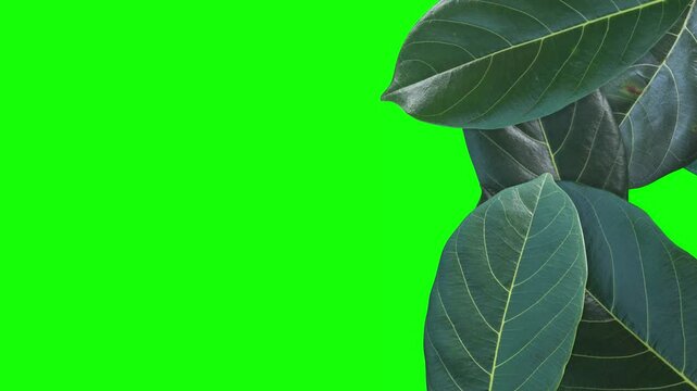 Green leaves transition on green screen background