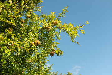 Ripening wild pomegranates grow on a branch for publication, poster, calendar, post, screensaver, wallpaper, cover. High quality photo