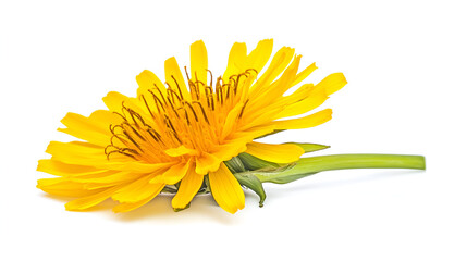 A vibrant yellow dandelion flower with delicate petals blooms in a lush green meadow, a symbol of springtime in nature
