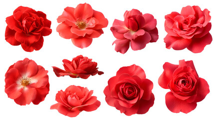 Set of red rose flowers in different camera angles isolated on white background, elements for design collage, variety of views , Beautiful vivid red roses on white background
