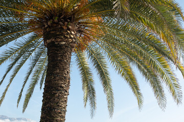 Tropical Palm Tree Against a Clear Blue Sky. Beauty of tropical landscape, making it a perfect representation of coastal relaxation and vacation vibes. High quality photography