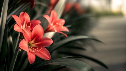 Fototapeta premium A few large spring flowers in full bloom with green leaves in the background, minimalistic style with copy space