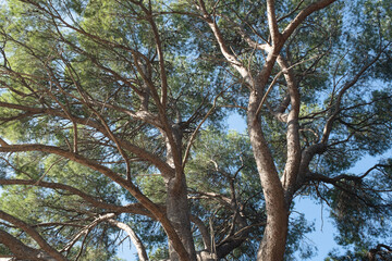 Top of pine tree on a sunny day. Pine landscape for publication, poster, calendar, post, screensaver, wallpaper, postcard, banner, cover. High quality photo