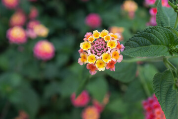Blooming Lantana flower, close-up Flowering plant Spanish flag for publication, design, poster, calendar, post, screensaver, wallpaper, postcard, banner, cover, website. High quality photo