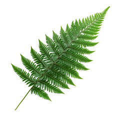 Isolated Image Of A Lush Green Fern Leaf, Detailed Veins, Angled Slightly, On A White Background