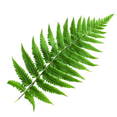 Isolated Image Of A Lush Green Fern Leaf, Detailed Veins, Angled Slightly, On A White Background