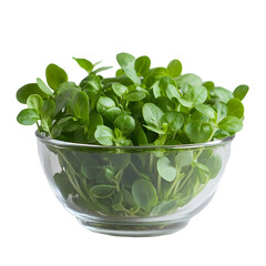 Front view of basil microgreens in a small glass bowl isolated on a white transparent background