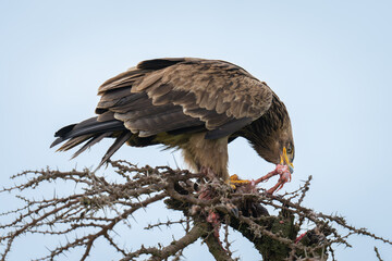 Steppe eagle on thornbush gnaws at carcase