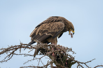 Steppe eagle on thornbush catching meat morsel
