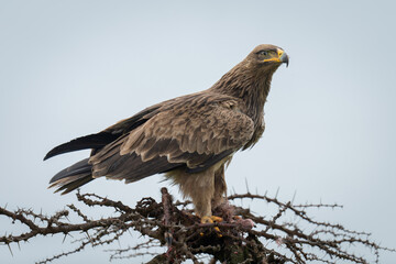 Steppe eagle on whistling thorn guarding carcase