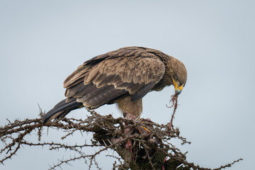 Steppe eagle on thornbush pulls at carcase