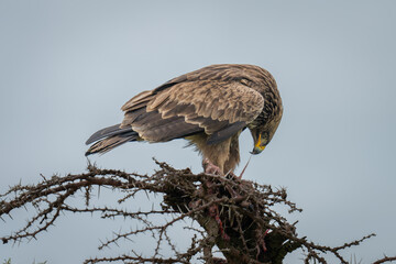 Steppe eagle on thornbush pulling at kill