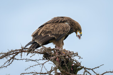 Steppe eagle on thornbush catches meat morsel