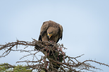Steppe eagle eats kill on whistling thorn