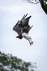 Steppe eagle flying away from lichen-covered tree