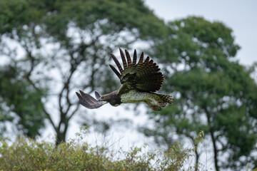 Steppe eagle glides down over leafy bushes