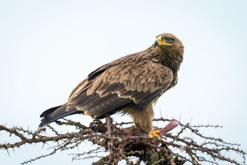 Steppe eagle holds carcase on whistling thorn