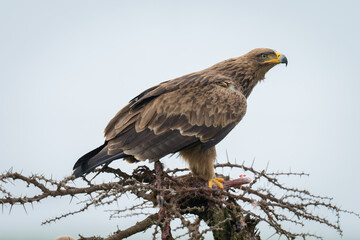 Steppe eagle guards carcase on whistling thorn