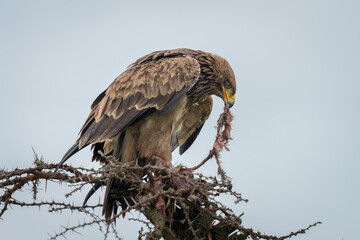 Steppe eagle on thornbush tugging at kill